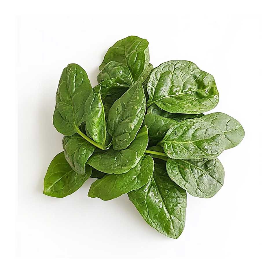 malabar-spinach