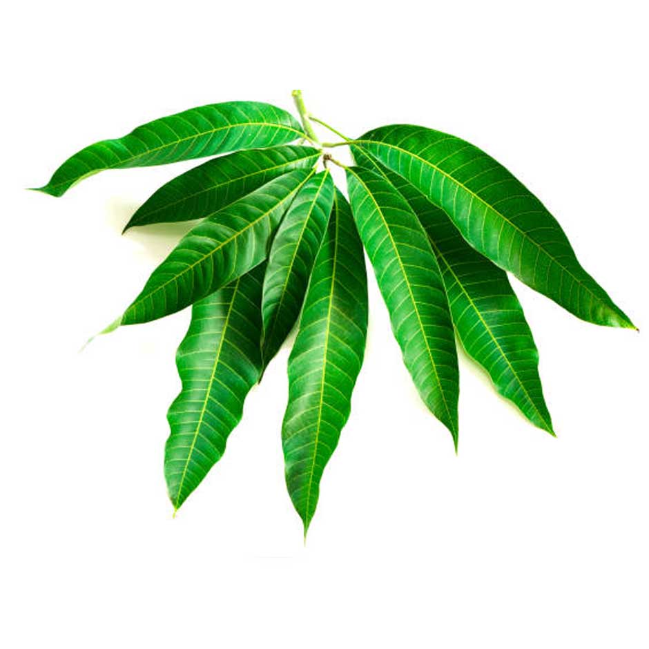 mango-leaves