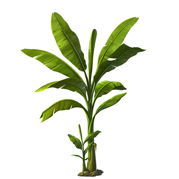 illustration of banana tree