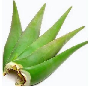 Aloe Vera each