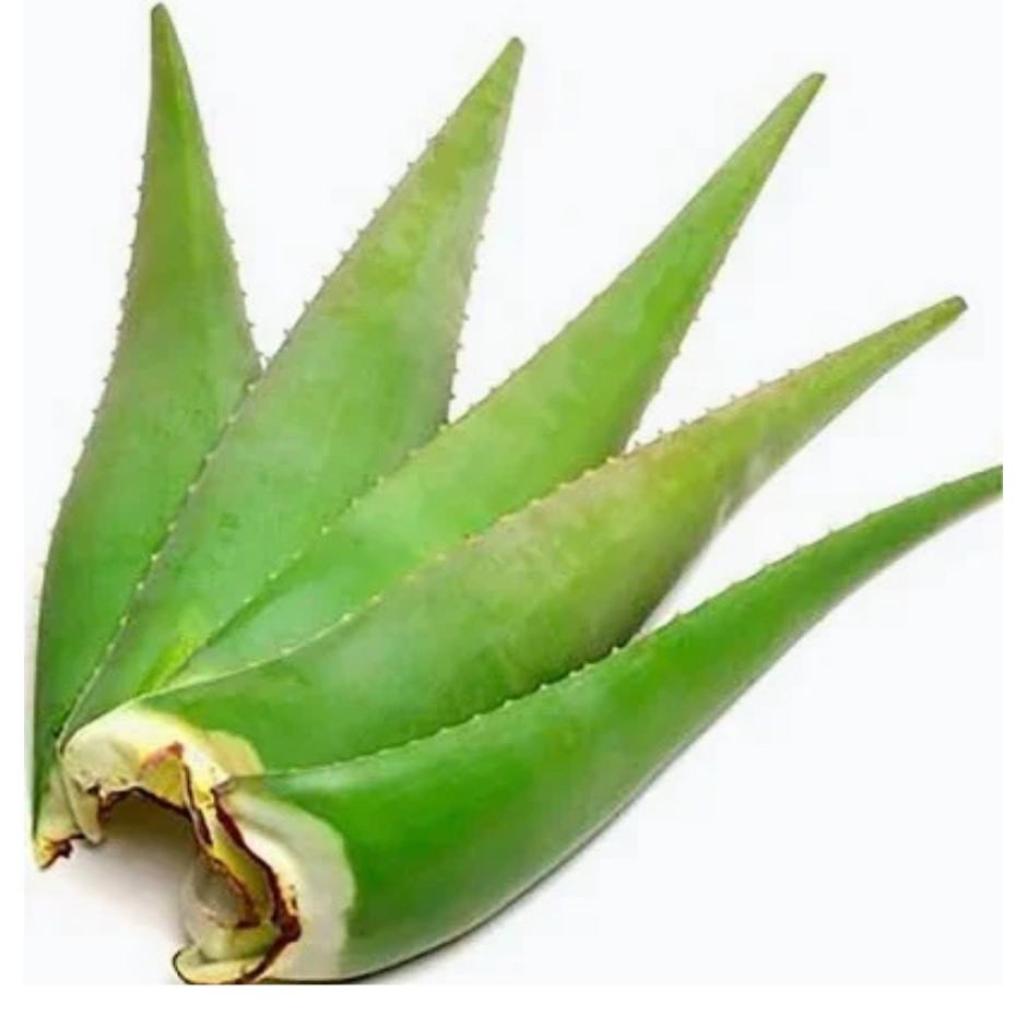 Aloe Vera each