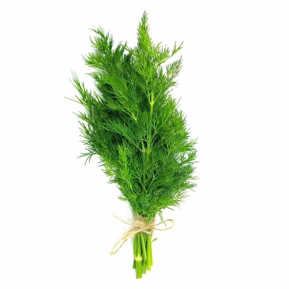 Dill leaves bunch