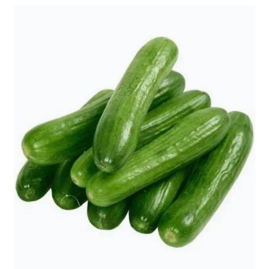 Persian Cucumber