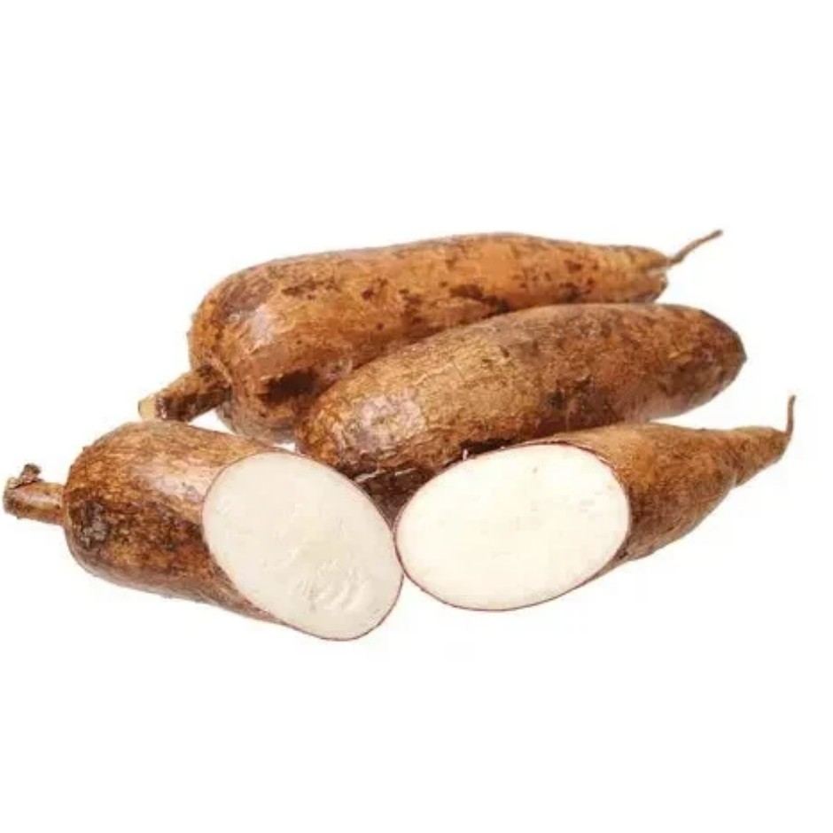 Yucca LB